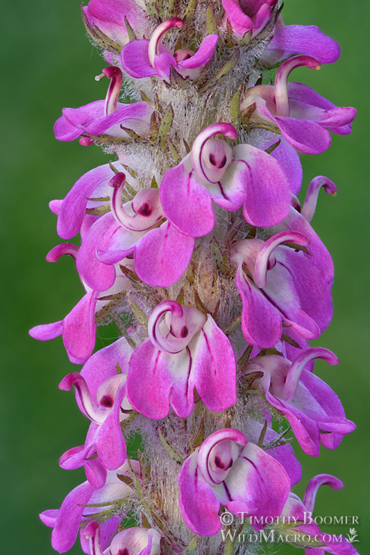Little elephant's head (Pedicularis attollens). Carson Pass, Eldorado National Forest, Alpine County, California, USa. Stock Photo ID=PLA0640 Little elephant's head (Pedicularis attollens). Carson Pass, Eldorado National Forest, Alpine County, California, USa. Stock Photo ID=PLA0640