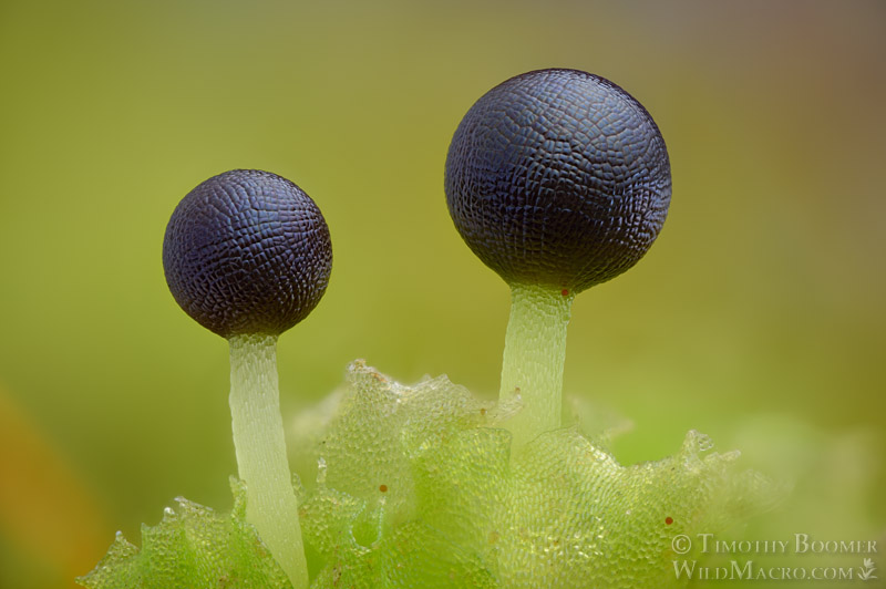Long-bristled frillwort (Fossombronia longiseta).  Vacaville, Solano County, California, USA. Stock Photo ID=PLA0733