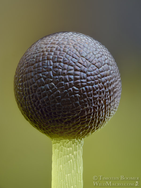Long-bristled frillwort (Fossombronia longiseta).  Vacaville, Solano County, California, USA. Stock Photo ID=PLA0735