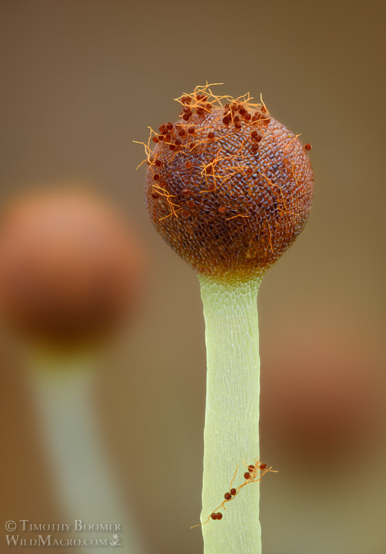 Long-bristled frillwort (Fossombronia longiseta).  Vacaville, Solano County, California, USA. Stock Photo ID=PLA0736
