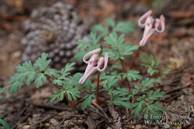 Longhorn steer's head (Dicentra uniflora).  Carson Pass, Eldorado National Forest, Sierra Nevada, Alpine County, California, USA. Stock Photo ID=PLA0574