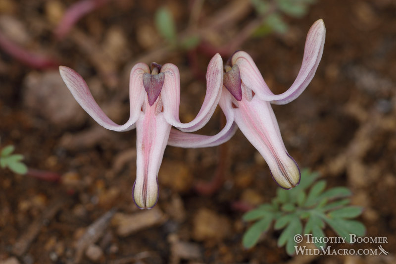 Longhorn steer's head (Dicentra uniflora).  Carson Pass, Eldorado National Forest, Sierra Nevada, Alpine County, California, USA. Stock Photo ID=PLA0576