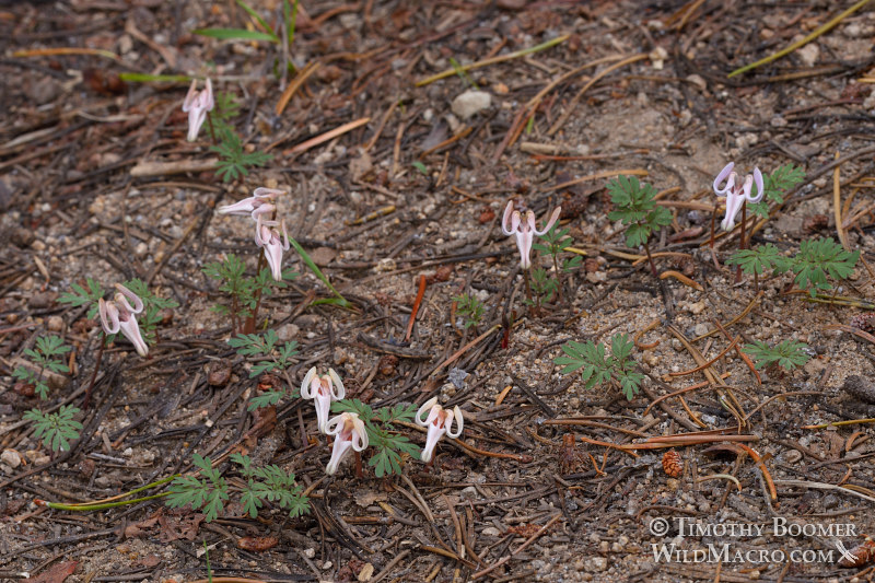 Longhorn steer's head (Dicentra uniflora).  Carson Pass, Eldorado National Forest, Sierra Nevada, Alpine County, California, USA. Stock Photo ID=PLA0577