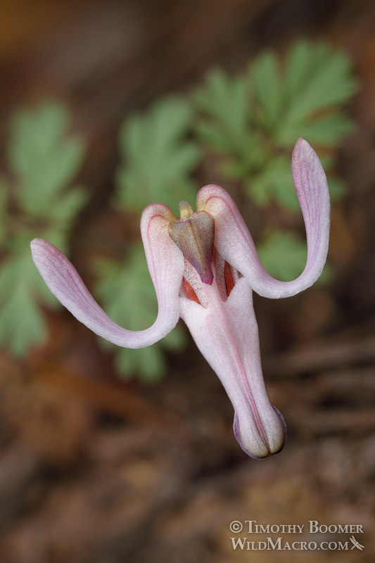 Longhorn steer's head (Dicentra uniflora).  Carson Pass, Eldorado National Forest, Sierra Nevada, Alpine County, California, USA. Stock Photo ID=PLA0578