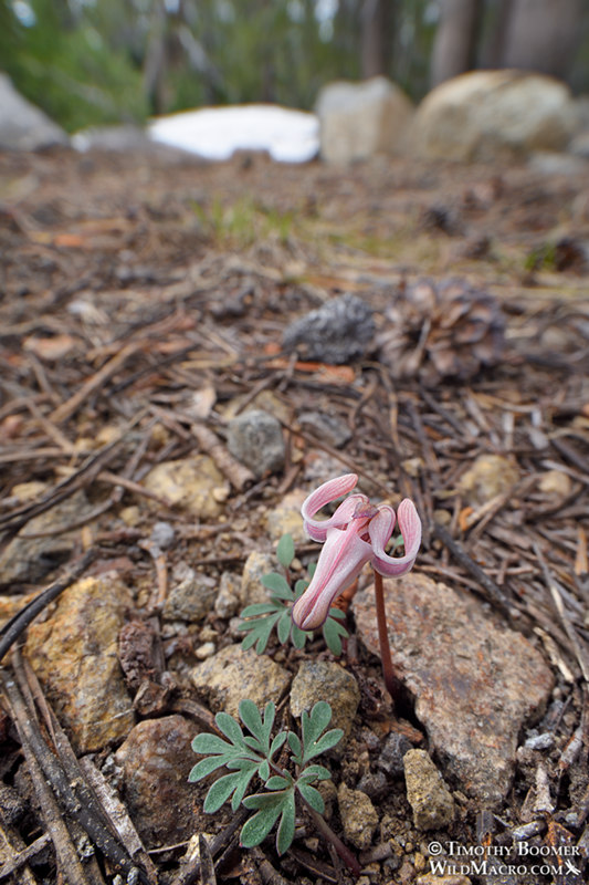 Longhorn steer's head (Dicentra uniflora).  Carson Pass, Eldorado National Forest, Sierra Nevada, Alpine County, California, USA. Stock Photo ID=PLA0636