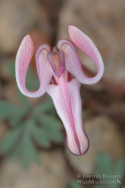 Longhorn steer's head (Dicentra uniflora).  Carson Pass, Eldorado National Forest, Sierra Nevada, Alpine County, California, USA. Stock Photo ID=PLA0637