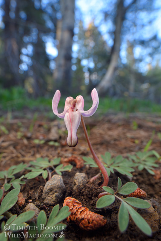 Longhorn steer's head (Dicentra uniflora).  Carson Pass, Eldorado National Forest, Sierra Nevada, Alpine County, California, USA. Stock Photo ID=PLA0704