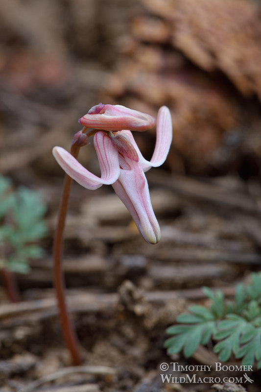 Longhorn steer's head (Dicentra uniflora).  Carson Pass, Eldorado National Forest, Sierra Nevada, Alpine County, California, USA. Stock Photo ID=PLA0575