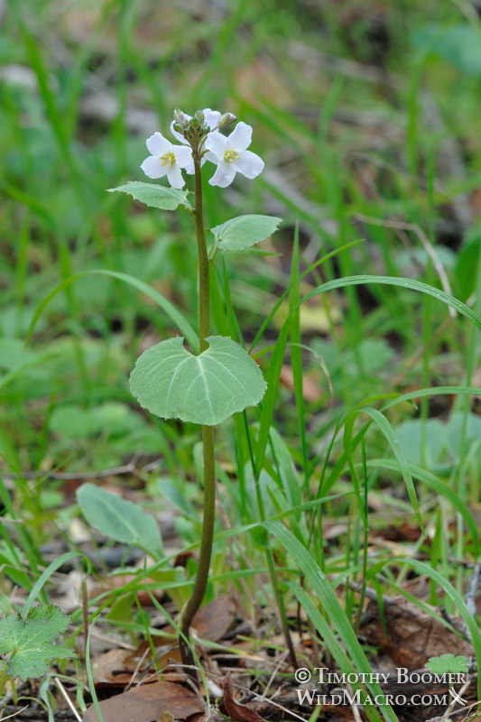 Milkmaids (Cardamine californica). Stebbins Cold Canyon Reserve, Solano County, California, USA. Stock Photo ID=PLA0180 Milkmaids (Cardamine californica). Stebbins Cold Canyon Reserve, Solano County, California, USA. Stock Photo ID=PLA0180