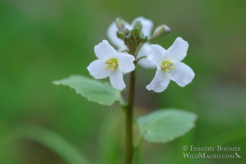 Milkmaids (Cardamine californica). Stebbins Cold Canyon Reserve, Solano County, California, USA. Stock Photo ID=PLA0181 Milkmaids (Cardamine californica). Stebbins Cold Canyon Reserve, Solano County, California, USA. Stock Photo ID=PLA0181