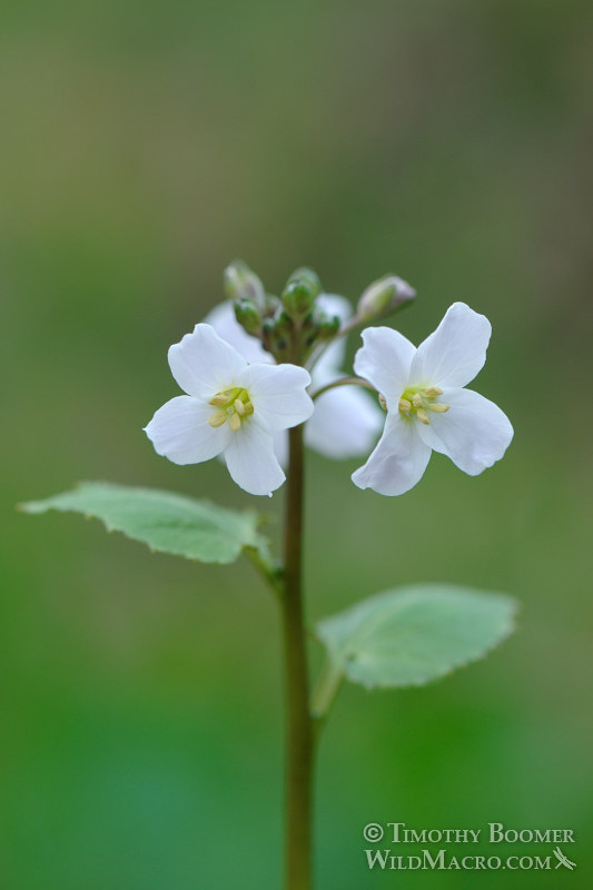 Milkmaids (Cardamine californica). Stebbins Cold Canyon Reserve, Solano County, California, USA. Stock Photo ID=PLA0182 Milkmaids (Cardamine californica). Stebbins Cold Canyon Reserve, Solano County, California, USA. Stock Photo ID=PLA0182