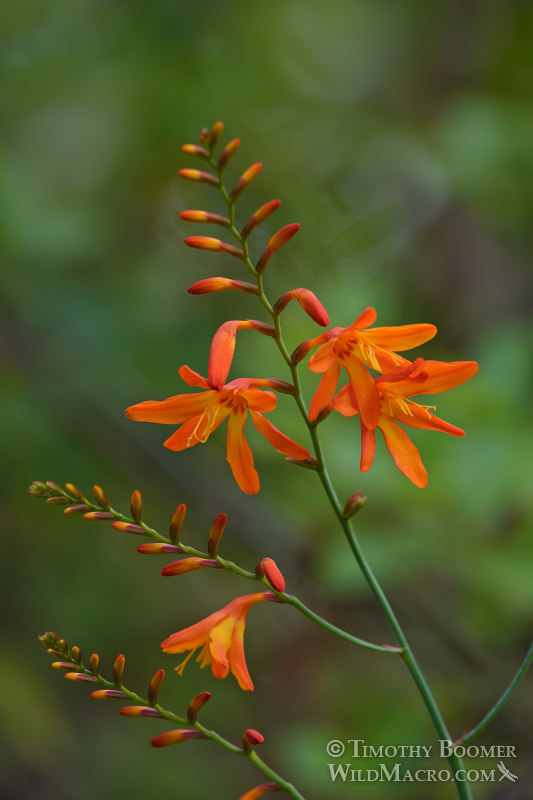 Montbretia (Crocosmia x crocosmiiflora).  Hawai'i Volcanoes National Park, Hawaii, USA.  Stock Photo ID=PLA0517