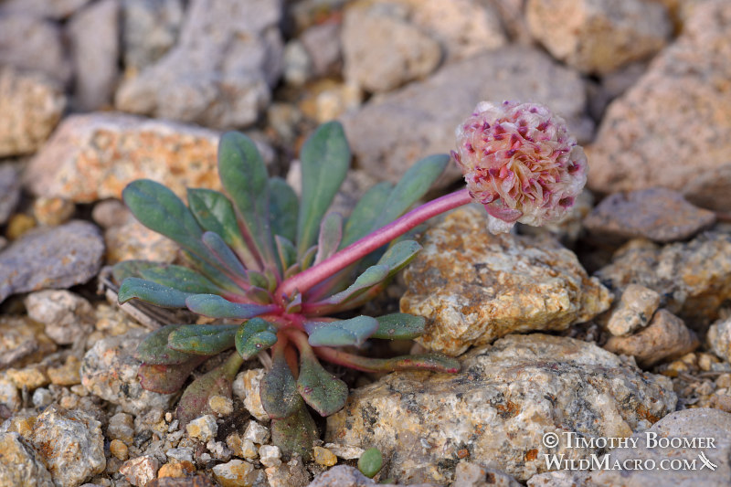 Mount Hood pussypaws (Cistanthe umbellata).  Carson Pass, Mokelumne Wilderness, Eldorado National Forest, Sierra Nevada, Alpine County, California, USA.  Stock Photo ID=PLA0591