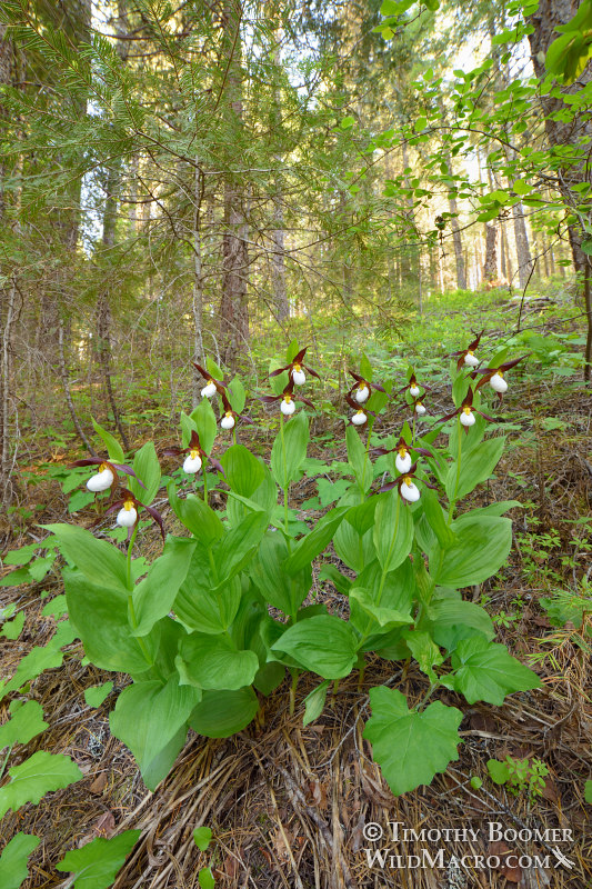 Mountain lady's slipper orchid (Cypripedium montanum). Plumas National Forest, Plumas County, CA. Stock Photo ID=PLA0571 Mountain lady's slipper orchid (Cypripedium montanum). Plumas National Forest, Plumas County, CA. Stock Photo ID=PLA0571