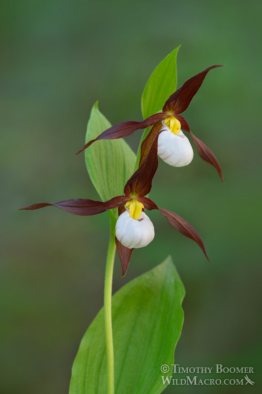 Mountain lady's slipper orchid (Cypripedium montanum). Plumas National Forest, Plumas County, CA. Stock Photo ID=PLA0572 Mountain lady's slipper orchid (Cypripedium montanum). Plumas National Forest, Plumas County, CA. Stock Photo ID=PLA0572