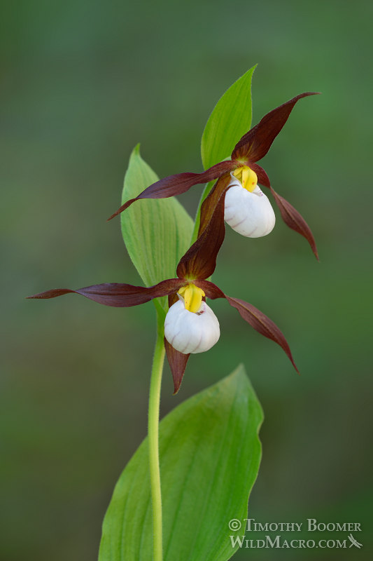 Mountain lady's slipper orchid (Cypripedium montanum).  Plumas National Forest, Plumas County, CA.  Stock Photo ID=PLA0572