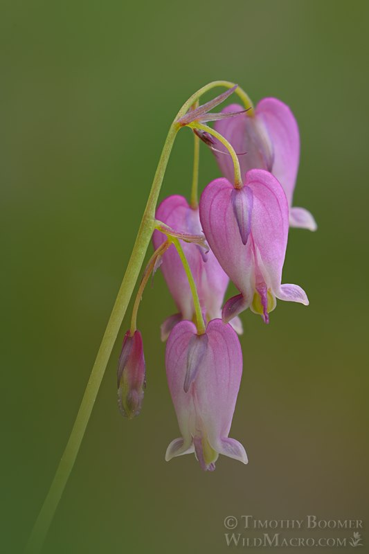 Pacific bleeding heart (Dicentra formosa ssp. formosa).  Humboldt County, California, USA. Stock Photo ID=PLA0630
