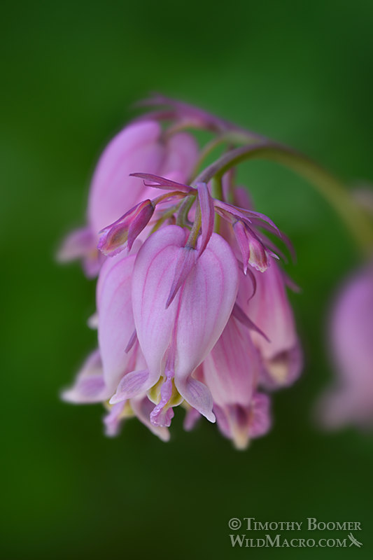 Pacific bleeding heart (Dicentra formosa ssp. formosa).  Sierra Nevada, Placer County, California, USA. Stock Photo ID=PLA0630