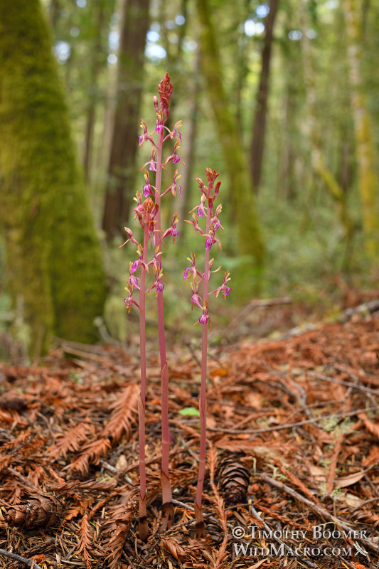 Pacific coralroot (Corallorhiza mertensiana). Kruse Rhododendron State Natural Reserve, Sonoma County, California, USA. Stock Photo ID=PLA0552 Pacific coralroot (Corallorhiza mertensiana). Kruse Rhododendron State Natural Reserve, Sonoma County, California, USA. Stock Photo ID=PLA0552