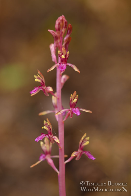 Pacific coralroot (Corallorhiza mertensiana). Kruse Rhododendron State Natural Reserve, Sonoma County, California, USA. Stock Photo ID=PLA0553 Pacific coralroot (Corallorhiza mertensiana). Kruse Rhododendron State Natural Reserve, Sonoma County, California, USA. Stock Photo ID=PLA0553