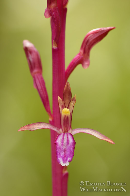 Pacific coralroot (Corallorhiza mertensiana). Kruse Rhododendron State Natural Reserve, Sonoma County, California, USA. Stock Photo ID=PLA0554 Pacific coralroot (Corallorhiza mertensiana). Kruse Rhododendron State Natural Reserve, Sonoma County, California, USA. Stock Photo ID=PLA0554