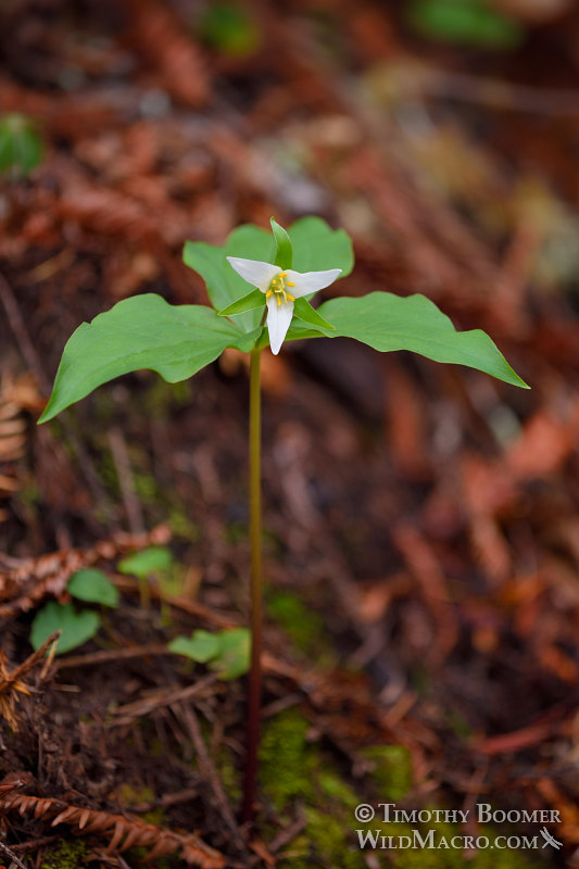 Pacific trillium (Trillium ovatum ssp. ovatum). Kruse Rhododendron State Natural Reserve, Sonoma County, California, USA. Stock Photo ID=PLA0543 Pacific trillium (Trillium ovatum ssp. ovatum). Kruse Rhododendron State Natural Reserve, Sonoma County, California, USA. Stock Photo ID=PLA0543