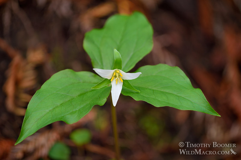 Pacific trillium (Trillium ovatum ssp. ovatum). Kruse Rhododendron State Natural Reserve, Sonoma County, California, USA. Stock Photo ID=PLA0544 Pacific trillium (Trillium ovatum ssp. ovatum). Kruse Rhododendron State Natural Reserve, Sonoma County, California, USA. Stock Photo ID=PLA0544