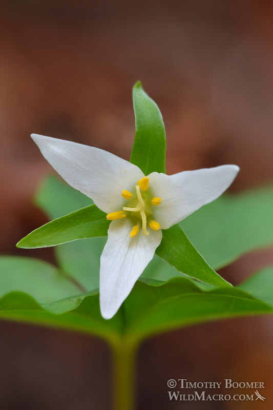 Pacific trillium (Trillium ovatum ssp. ovatum). Kruse Rhododendron State Natural Reserve, Sonoma County, California, USA. Stock Photo ID=PLA0545 Pacific trillium (Trillium ovatum ssp. ovatum). Kruse Rhododendron State Natural Reserve, Sonoma County, California, USA. Stock Photo ID=PLA0545