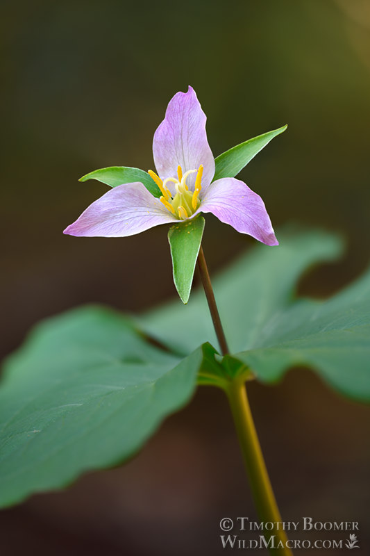 Pacific trillium (Trillium ovatum ssp. ovatum). Salt Point State Park, Sonoma County, California, USA. Stock Photo ID=PLA0655 Pacific trillium (Trillium ovatum ssp. ovatum). Salt Point State Park, Sonoma County, California, USA. Stock Photo ID=PLA0655
