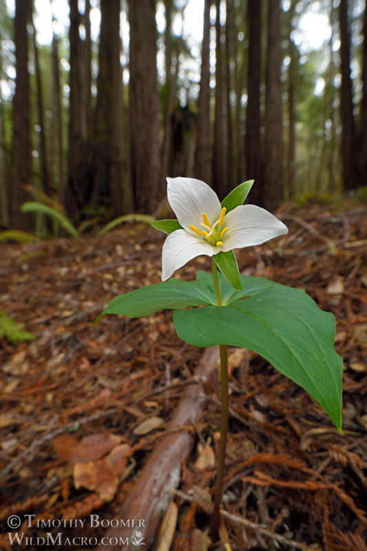 Pacific trillium (Trillium ovatum ssp. ovatum). Kruse Rhododendron SNR, Sonoma County, California, USA. Stock Photo ID=PLA0656 Pacific trillium (Trillium ovatum ssp. ovatum). Kruse Rhododendron SNR, Sonoma County, California, USA. Stock Photo ID=PLA0656
