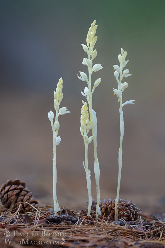 Phantom orchid (Cephalanthera austiniae). Tahoe National Forest, Sierra Nevada, Nevada County, California, USA. Stock Photo ID=PLA0678 Phantom orchid (Cephalanthera austiniae). Tahoe National Forest, Sierra Nevada, Nevada County, California, USA. Stock Photo ID=PLA0678