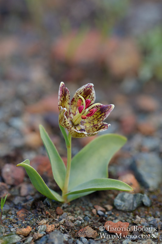 Purdy's fritillary (Fritillaria purdyi).  Napa County, California, USA. Stock Photo ID=PLA0613