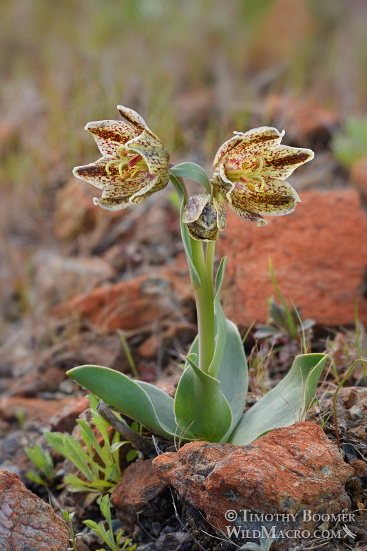 Purdy's fritillary (Fritillaria purdyi). Napa County, California, USA. Stock Photo ID=PLA0614 Purdy's fritillary (Fritillaria purdyi). Napa County, California, USA. Stock Photo ID=PLA0614