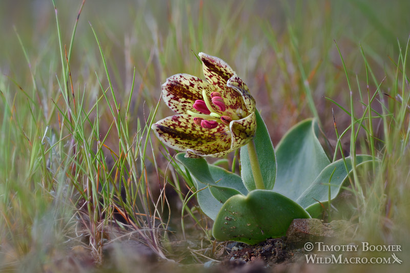 Purdy's fritillary (Fritillaria purdyi). Napa County, California, USA. Stock Photo ID=PLA0615 Purdy's fritillary (Fritillaria purdyi). Napa County, California, USA. Stock Photo ID=PLA0615