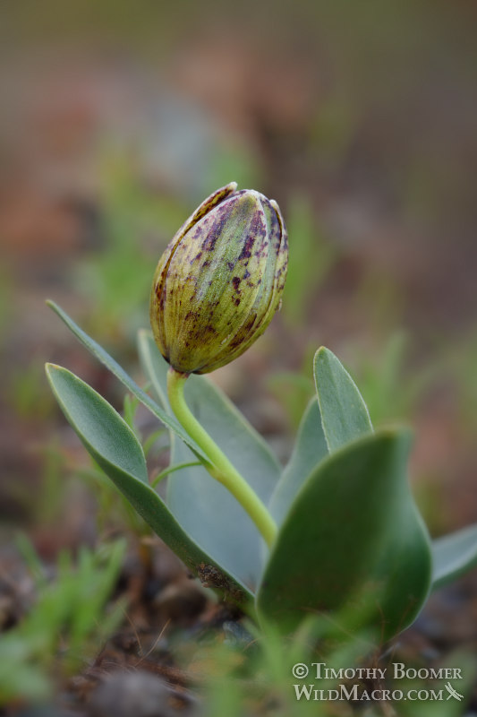 Purdy's fritillary (Fritillaria purdyi). Napa County, California, USA. Stock Photo ID=PLA0616 Purdy's fritillary (Fritillaria purdyi). Napa County, California, USA. Stock Photo ID=PLA0616