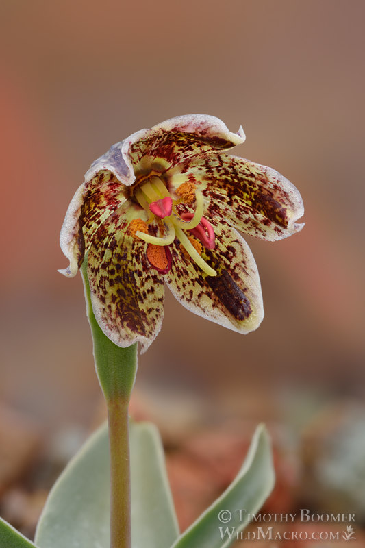 Purdy's fritillary (Fritillaria purdyi). Napa County, California, USA. Stock Photo ID=PLA0661 Purdy's fritillary (Fritillaria purdyi). Napa County, California, USA. Stock Photo ID=PLA0661