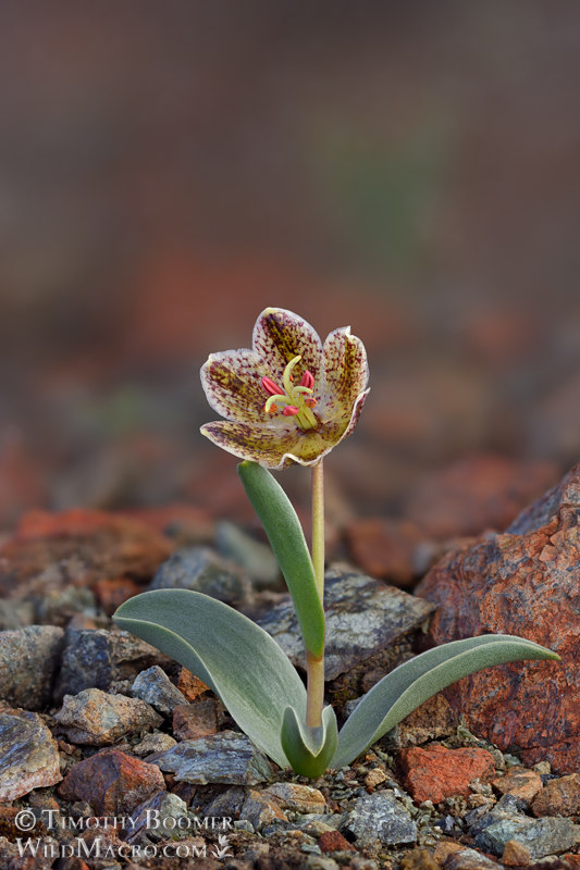 Purdy's fritillary (Fritillaria purdyi). Napa County, California, USA. Stock Photo ID=PLA0687 Purdy's fritillary (Fritillaria purdyi). Napa County, California, USA. Stock Photo ID=PLA0687
