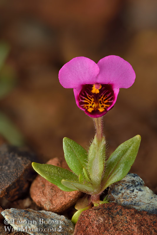 Purple mouse ears (Diplacus douglasii).  Traverse Creek Botanical Special Interest Area, Eldorado National Forest, El Dorado County, California, USA. Stock Photo ID=PLA0689