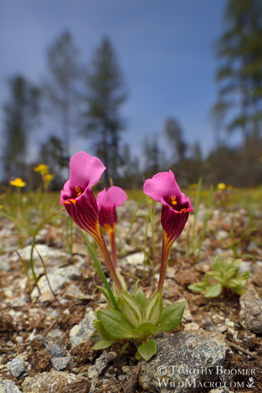 Purple mouse ears (Diplacus douglasii). Traverse Creek Botanical Special Interest Area, Eldorado National Forest, El Dorado County, California, USA. Stock Photo ID=PLA0690 Purple mouse ears (Diplacus douglasii). Traverse Creek Botanical Special Interest Area, Eldorado National Forest, El Dorado County, California, USA. Stock Photo ID=PLA0690