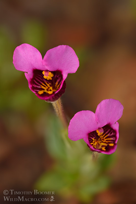 Purple mouse ears (Diplacus douglasii). Traverse Creek Botanical Special Interest Area, Eldorado National Forest, El Dorado County, California, USA. Stock Photo ID=PLA0691 Purple mouse ears (Diplacus douglasii). Traverse Creek Botanical Special Interest Area, Eldorado National Forest, El Dorado County, California, USA. Stock Photo ID=PLA0691