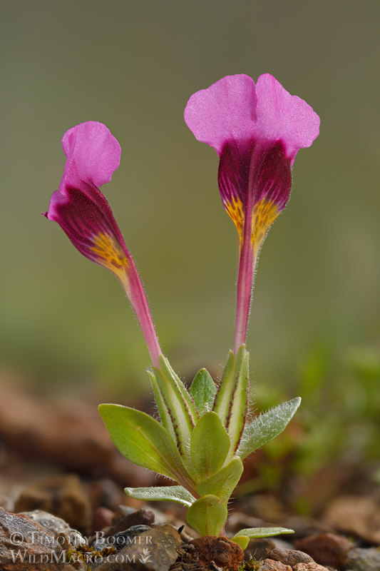 Purple mouse ears (Diplacus douglasii). Traverse Creek Botanical Special Interest Area, Eldorado National Forest, El Dorado County, California, USA. Stock Photo ID=PLA0692 Purple mouse ears (Diplacus douglasii). Traverse Creek Botanical Special Interest Area, Eldorado National Forest, El Dorado County, California, USA. Stock Photo ID=PLA0692