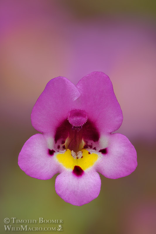 Purplelip pansy monkeyflower (Diplacus angustatus). Plumas National Forest, Plumas County, California, USA. Stock Photo ID=PLA0701 Purplelip pansy monkeyflower (Diplacus angustatus). Plumas National Forest, Plumas County, California, USA. Stock Photo ID=PLA0701