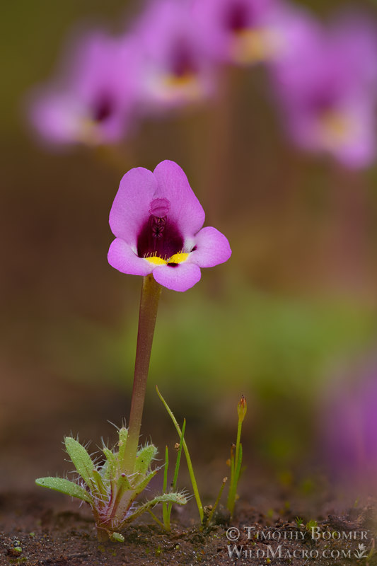 Purplelip pansy monkeyflower (Diplacus angustatus). Plumas National Forest, Plumas County, California, USA. Stock Photo ID=PLA0702 Purplelip pansy monkeyflower (Diplacus angustatus). Plumas National Forest, Plumas County, California, USA. Stock Photo ID=PLA0702