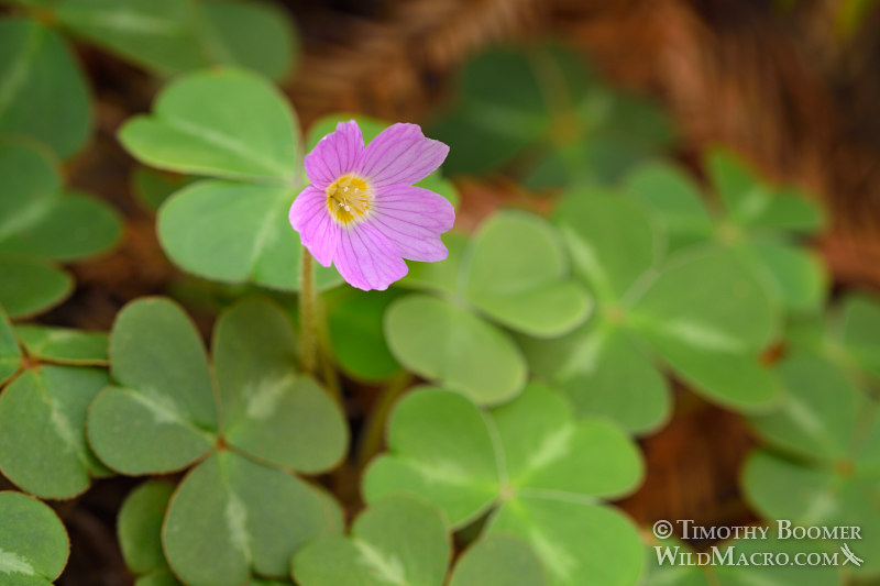Redwood sorrel (Oxalis oregana).  Kruse Rhododendron State Natural Reserve, Sonoma County, California, USA.  Stock Photo ID=PLA0555