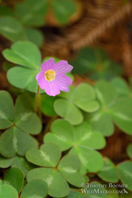 Redwood sorrel (Oxalis oregana).  Kruse Rhododendron State Natural Reserve, Sonoma County, California, USA.  Stock Photo ID=PLA0556