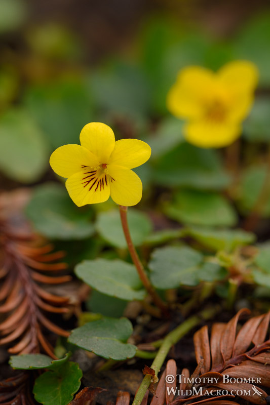 Redwood violet (Viola sempervirens).  Salt Point State Park, Sonoma County, California, USA.  Stock Photo ID=PLA0541