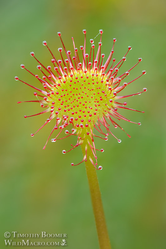 Round-leaved sundew (Drosera rotundifolia), a carnivorous plant. Eldorado National Forest, CA. Stock Photo ID=PLA0280 Round-leaved sundew (Drosera rotundifolia), a carnivorous plant. Eldorado National Forest, CA. Stock Photo ID=PLA0280
