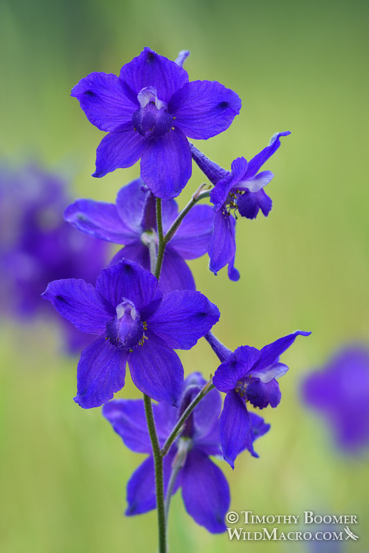 Royal larkspur (Delphinium variegatum ssp. variegatum).  Mount Diablo State Park, Contra Costa County, California, USA.  Stock Photo ID=PLA0549