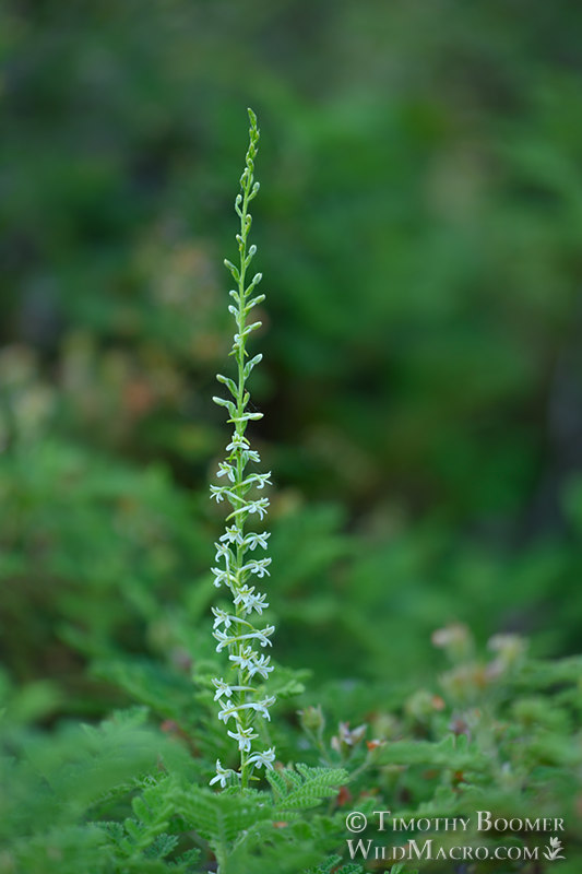 Royal rein orchid (Piperia transversa). Pioneer, Amador County, California, USA. Stock Photo ID=PLA0644 Royal rein orchid (Piperia transversa). Pioneer, Amador County, California, USA. Stock Photo ID=PLA0644