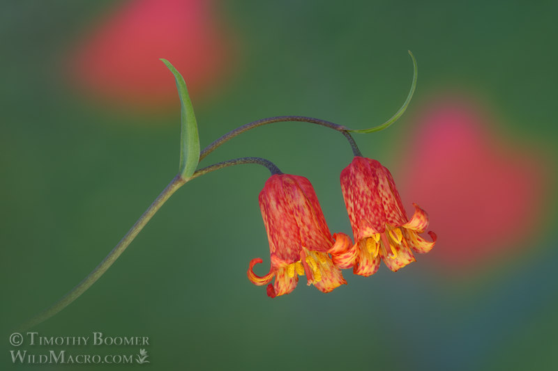 Scarlet fritillary (Fritillaria recurva). Solano County, California, USA. Stock Photo ID=PLA0710